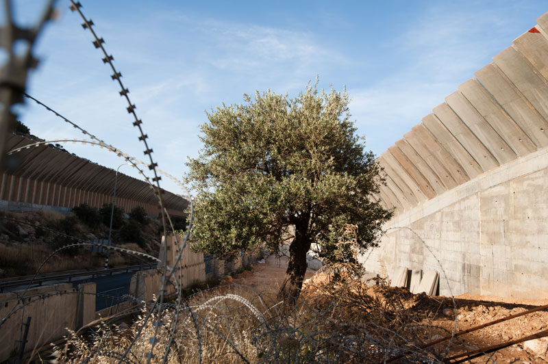 An olive tree grows in between two large concrete walls.