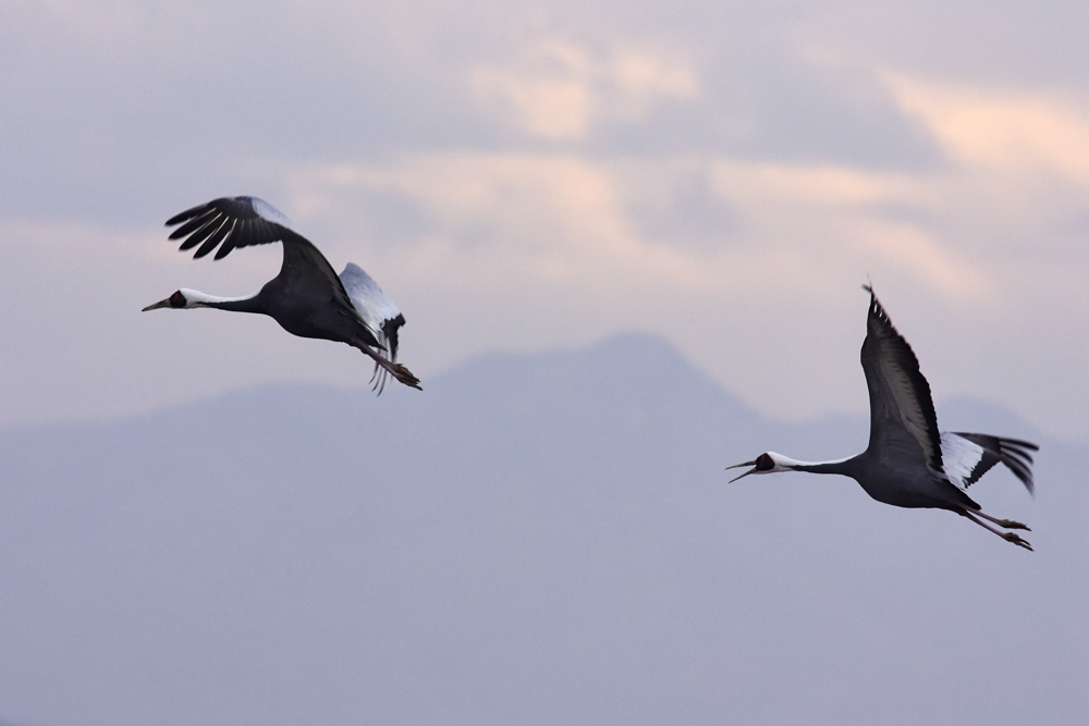 Two White-naped Cranes in flight.